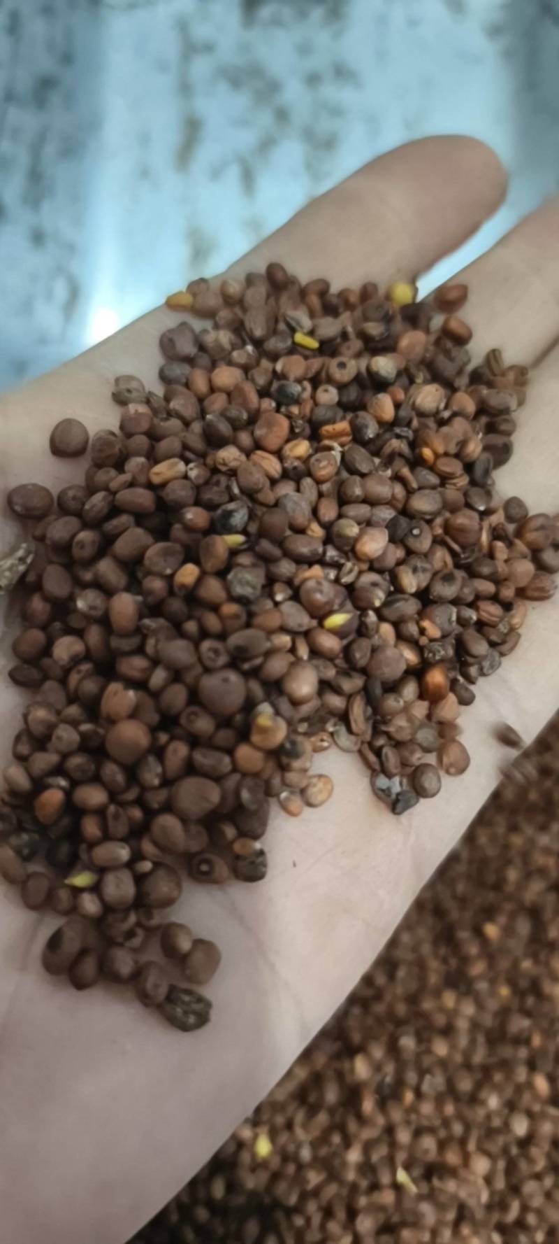 莱菔子炒莱菔子炒莱菔子统货产地山东地道药材