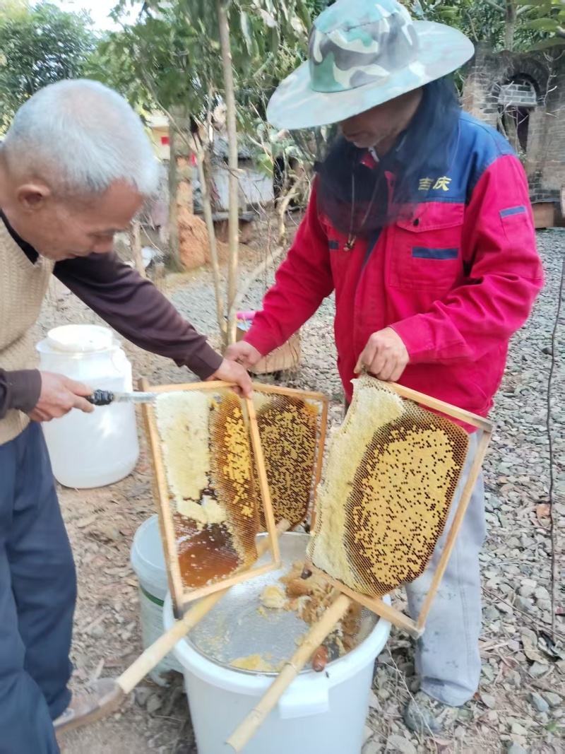 广西深山土蜂蜜（冬蜜）