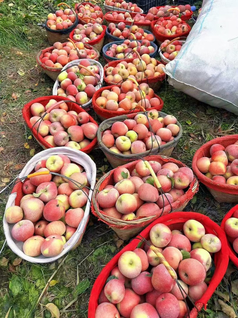 新货阿克苏樱桃苹果脆甜多汁，阿克苏产地直发一件起发包邮