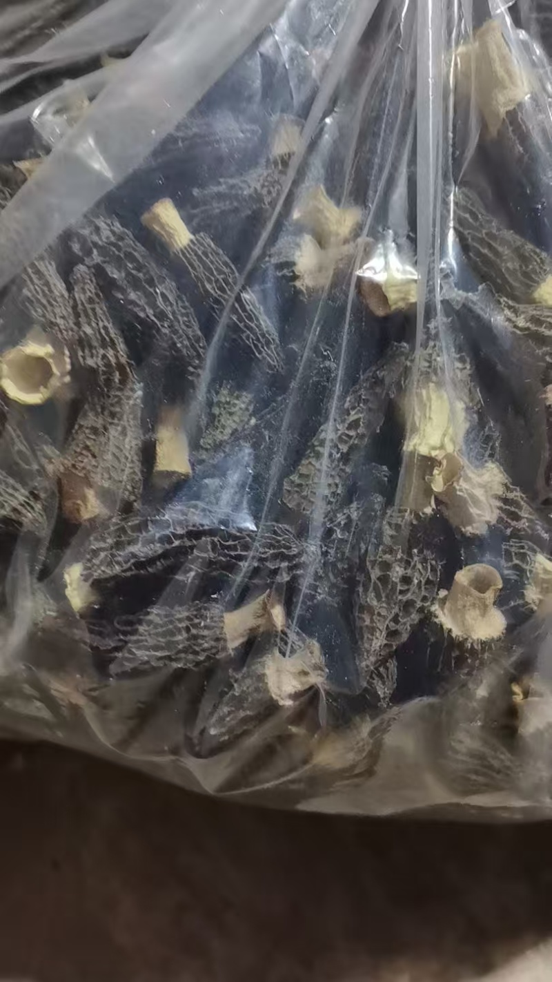 干货羊肚菌