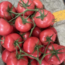 精品硬粉西红柿串果，大量上市中