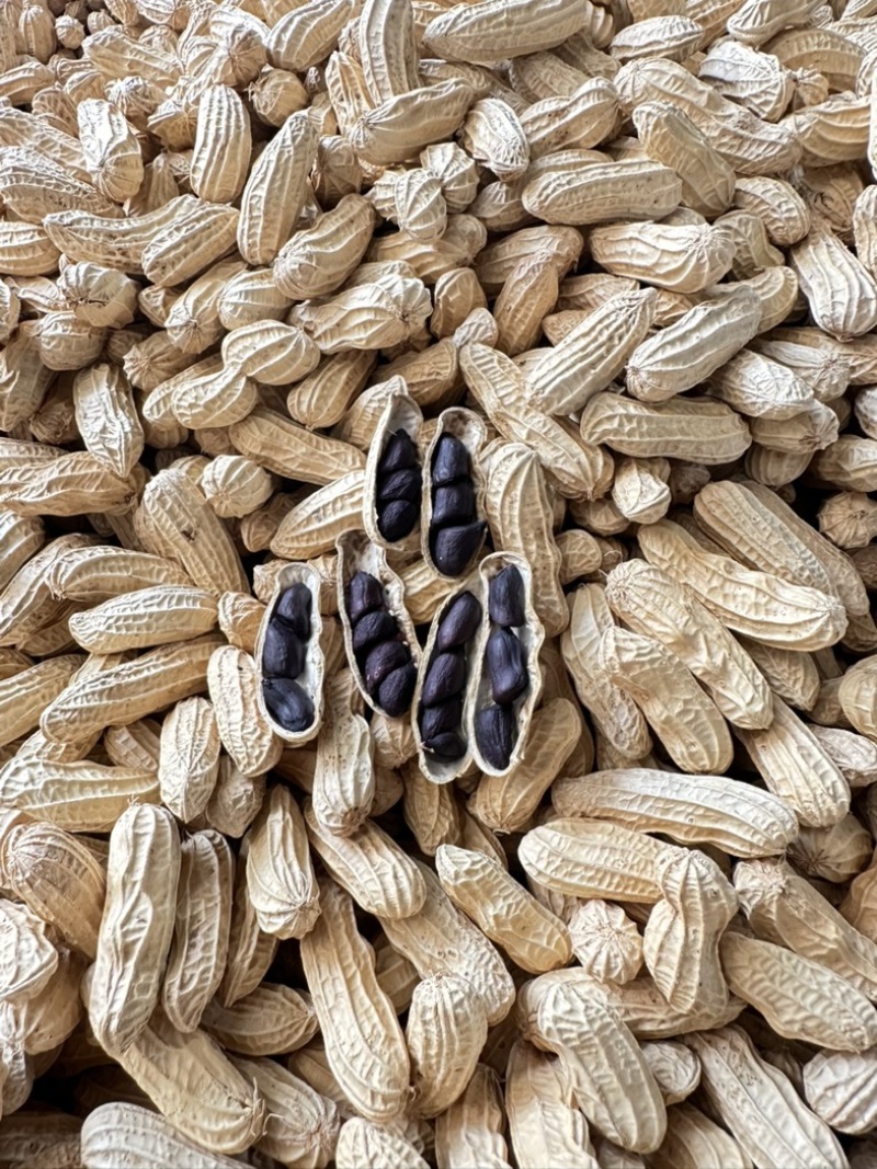 云南黑花生新产季黑花生自然晾晒