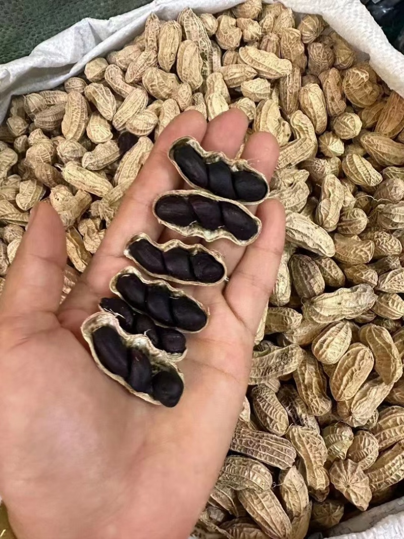 云南黑花生新产季黑花生自然晾晒