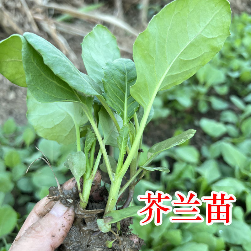 四季芥兰苗种子生长速度快播种至采收约45-50天南北种植