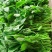 四季芥兰苗种子生长速度快播种至采收约45-50天南北种植