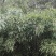 高山木竹笋四月份大量上市产地直供整车走货商超电商代发
