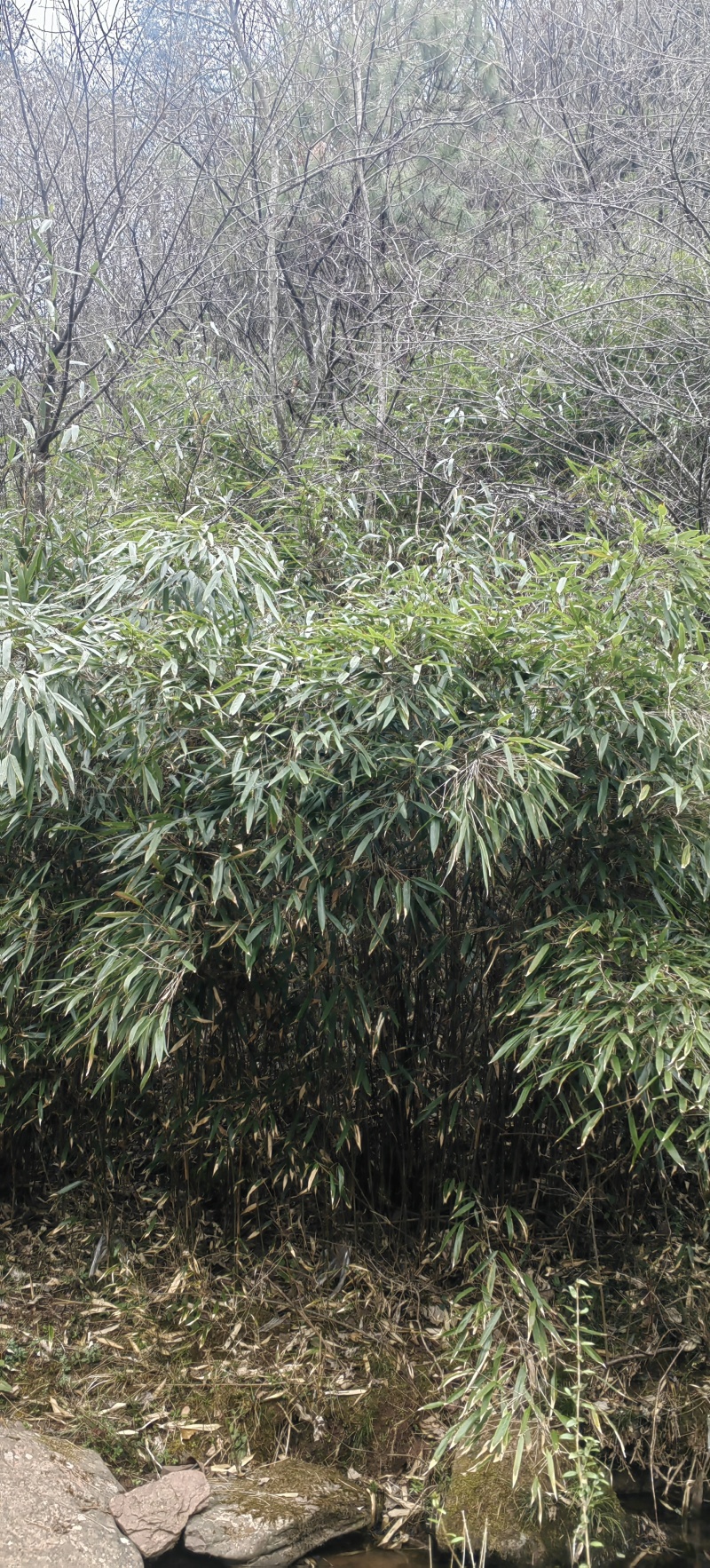 高山木竹笋四月份大量上市产地直供整车走货商超电商代发