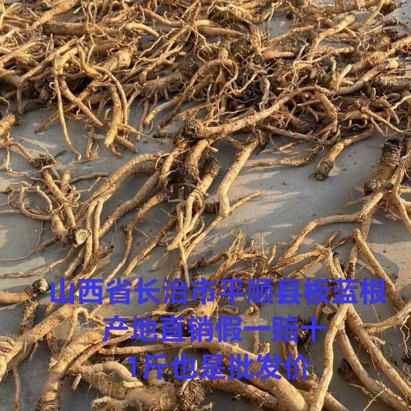 板蓝根