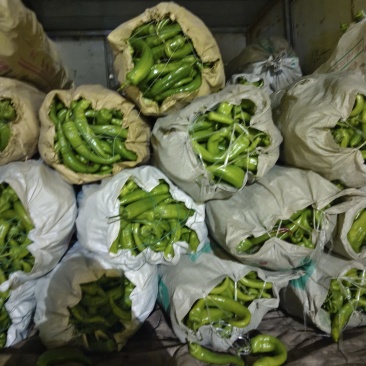 辣椒尖椒头辣椒精品尖椒头,大量现货超市,采购,批发