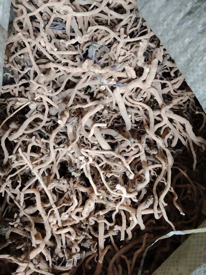 板蓝根