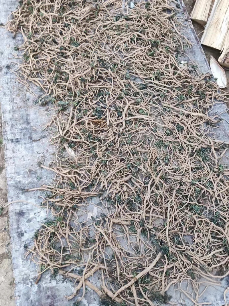 板蓝根