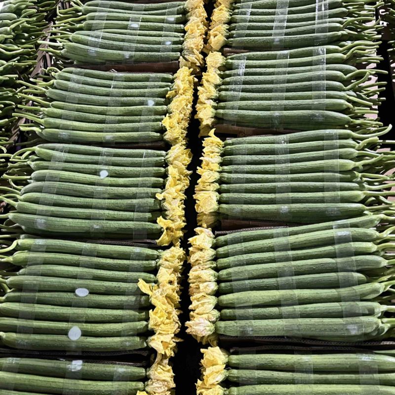 精品鲜花丝瓜大量供应电商、超市、批发市场
