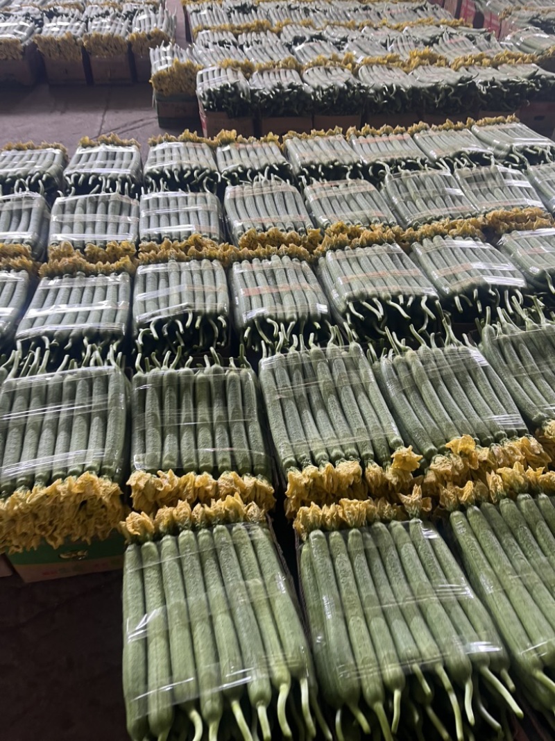 精品鲜花丝瓜大量供应电商、超市、批发市场
