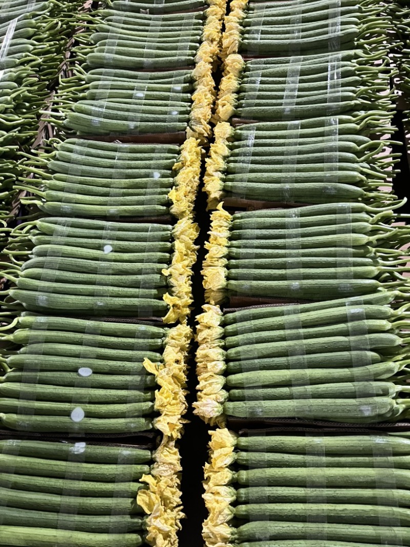 精品鲜花丝瓜大量供应电商、超市、批发市场