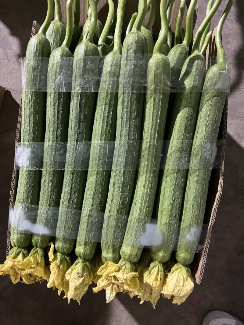 精品鲜花丝瓜大量供应电商、超市、批发市场