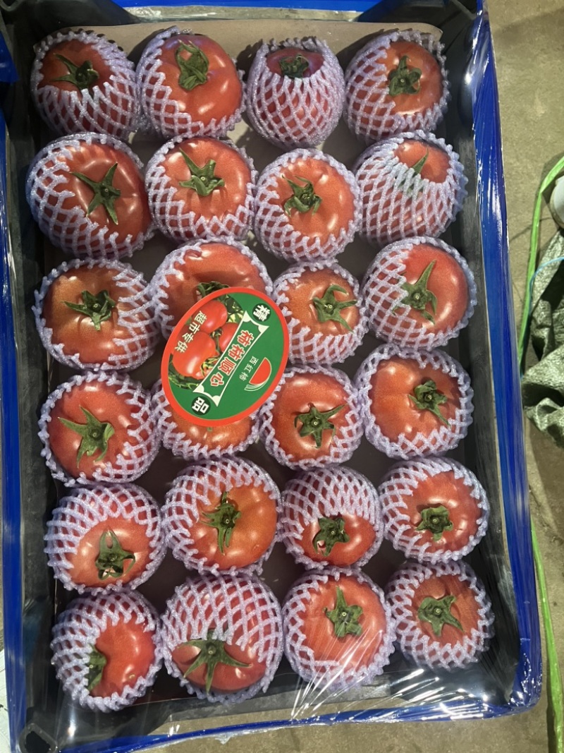 精品单果硬粉西红柿**商超发全国