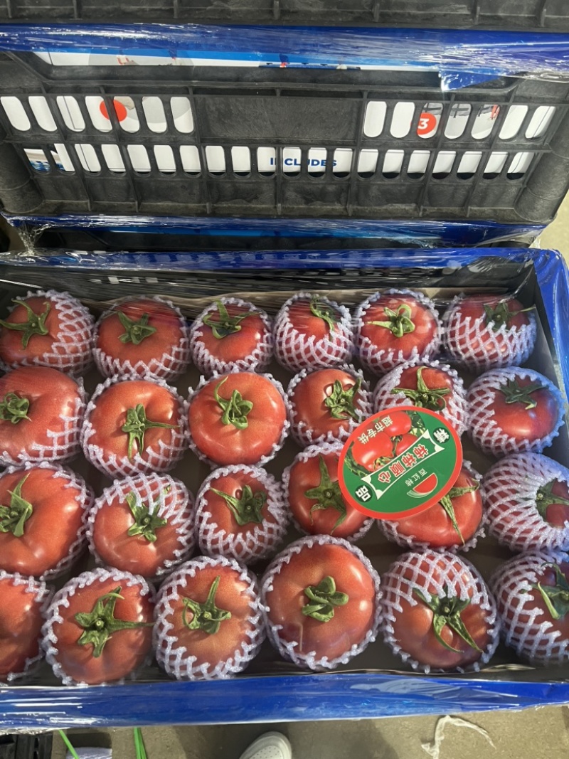 精品单果硬粉西红柿**商超发全国