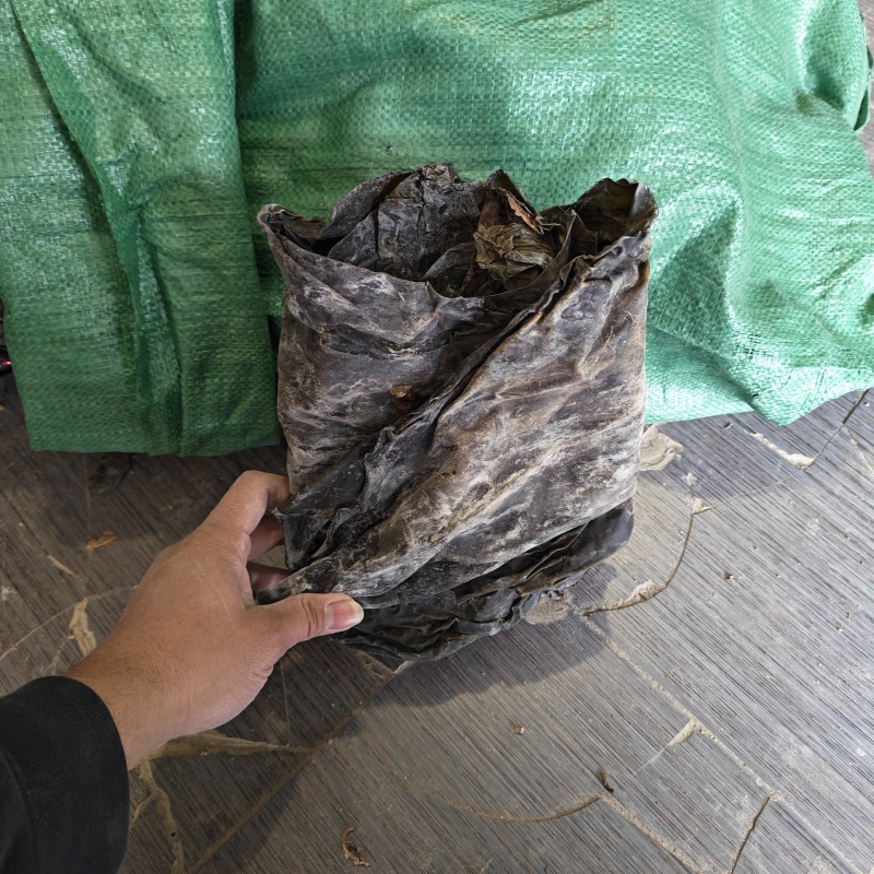 霞浦干海带干货跑江湖地摊干净无沙商用批发