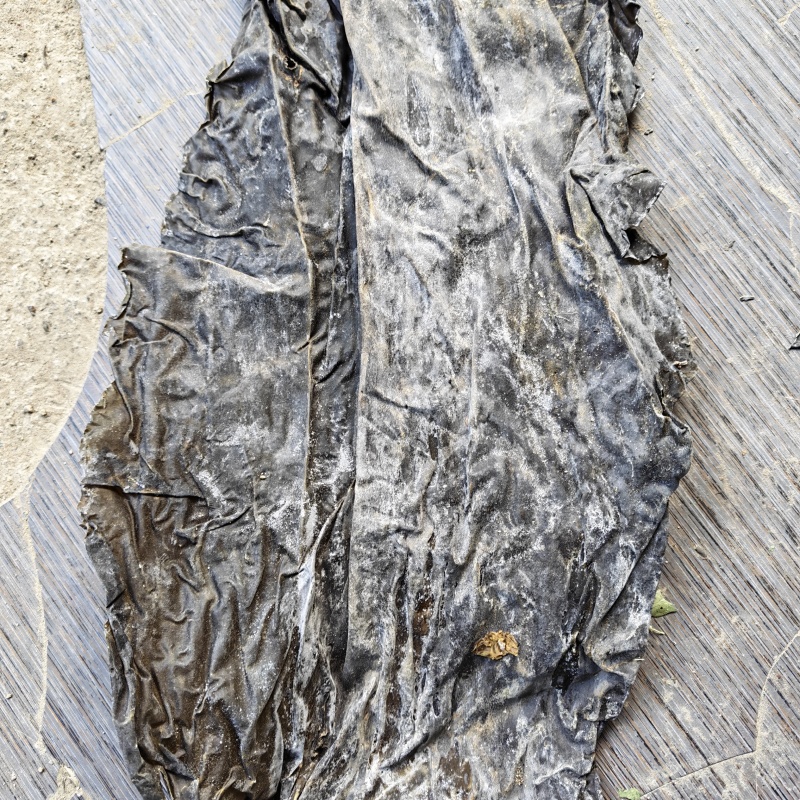 霞浦干海带干货跑江湖地摊干净无沙商用批发