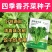 四季香芥菜种子饺子菜脆嫩清香阳台庭院盆栽蔬菜种子