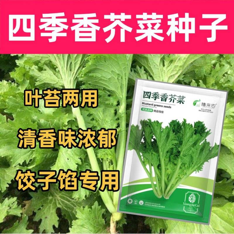 四季香芥菜种子饺子菜脆嫩清香阳台庭院盆栽蔬菜种子