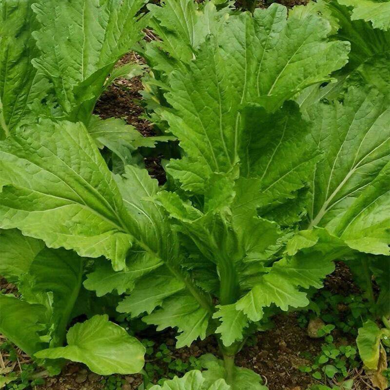 四季香芥菜种子饺子菜脆嫩清香阳台庭院盆栽蔬菜种子
