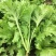 四季香芥菜种子饺子菜脆嫩清香阳台庭院盆栽蔬菜种子