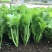 四季香芥菜种子饺子菜脆嫩清香阳台庭院盆栽蔬菜种子