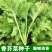 四季香芥菜种子饺子菜脆嫩清香阳台庭院盆栽蔬菜种子