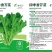 四季香芥菜种子饺子菜脆嫩清香阳台庭院盆栽蔬菜种子