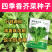 四季香芥菜种子饺子菜脆嫩清香阳台庭院盆栽蔬菜种子