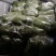 春天带给黄土高坡的美味，野生的荠菜西安咸阳全城配送