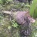 3万亩大基地荔浦芋头种苗品种纯正品质靠谱