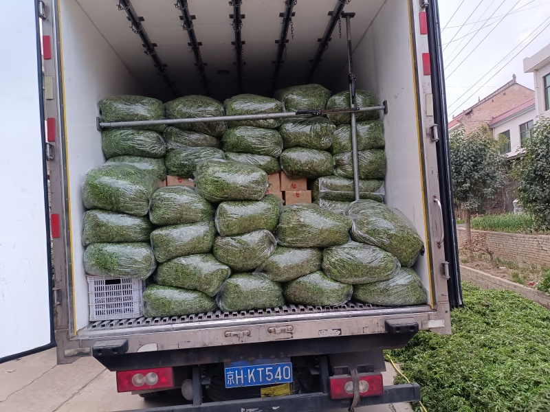 春天带给黄土高坡的美味，野生的荠菜西安咸阳全城配送