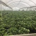 小叶栀子花230#，基地直销，价格实惠，可装箱发货，