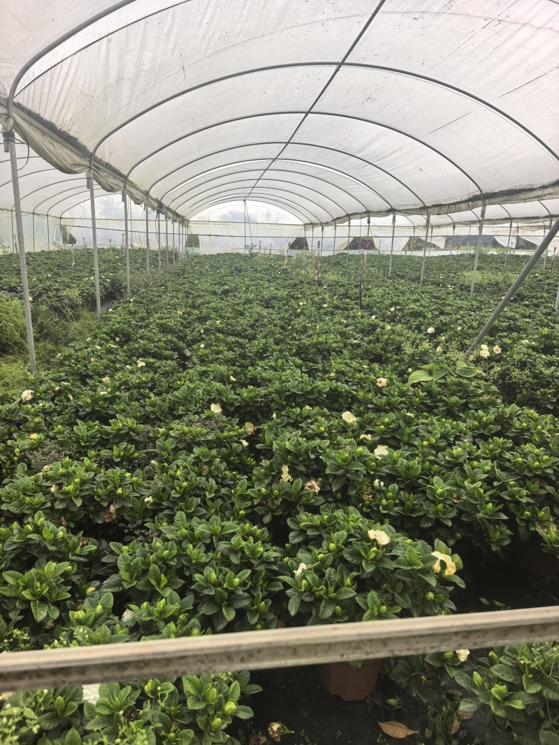 小叶栀子花230#，基地直销，价格实惠，可装箱发货，