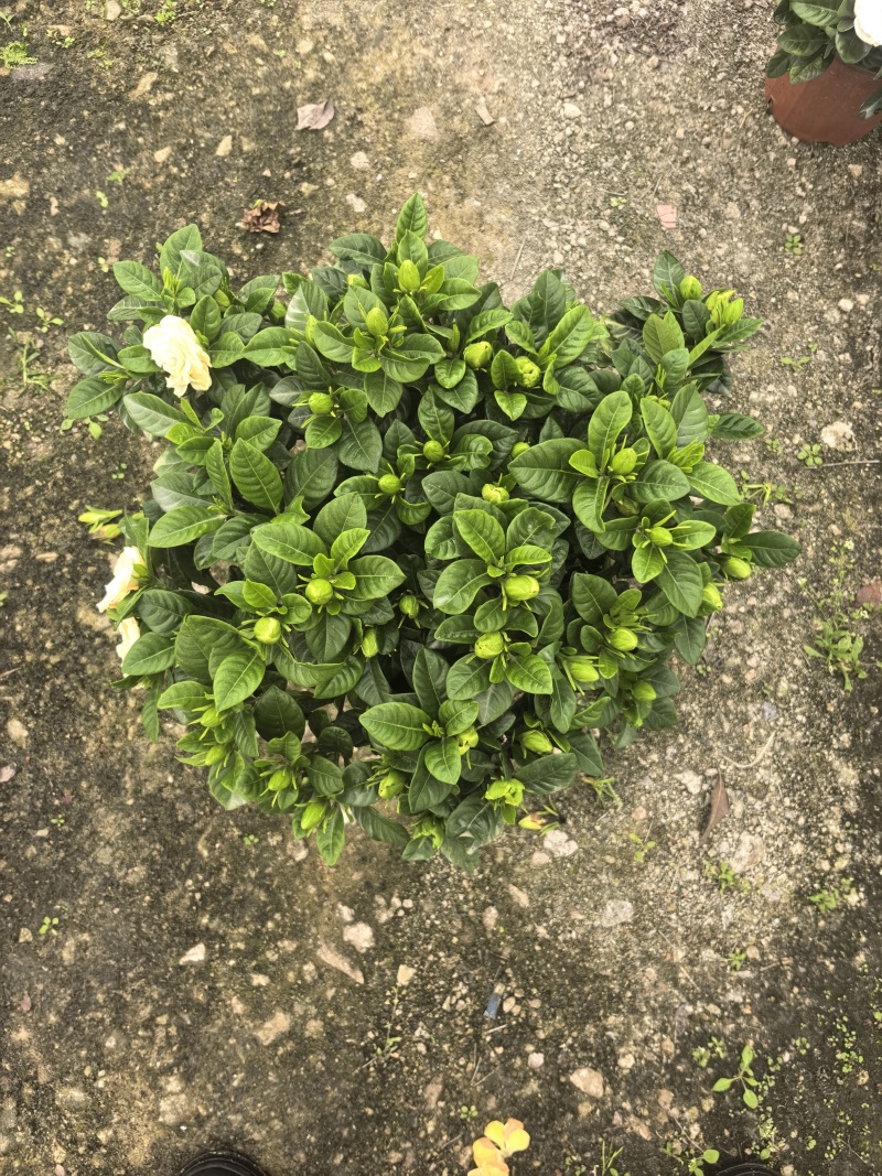 小叶栀子花230#，基地直销，价格实惠，可装箱发货，
