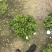 小叶栀子花230#，基地直销，价格实惠，可装箱发货，
