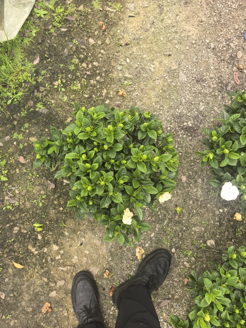 小叶栀子花230#，基地直销，价格实惠，可装箱发货，