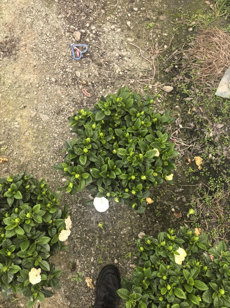 小叶栀子花230#，基地直销，价格实惠，可装箱发货，