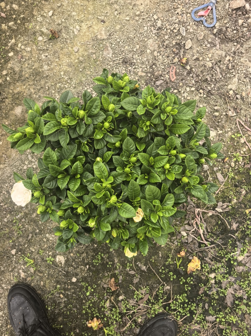 小叶栀子花230#，基地直销，价格实惠，可装箱发货，