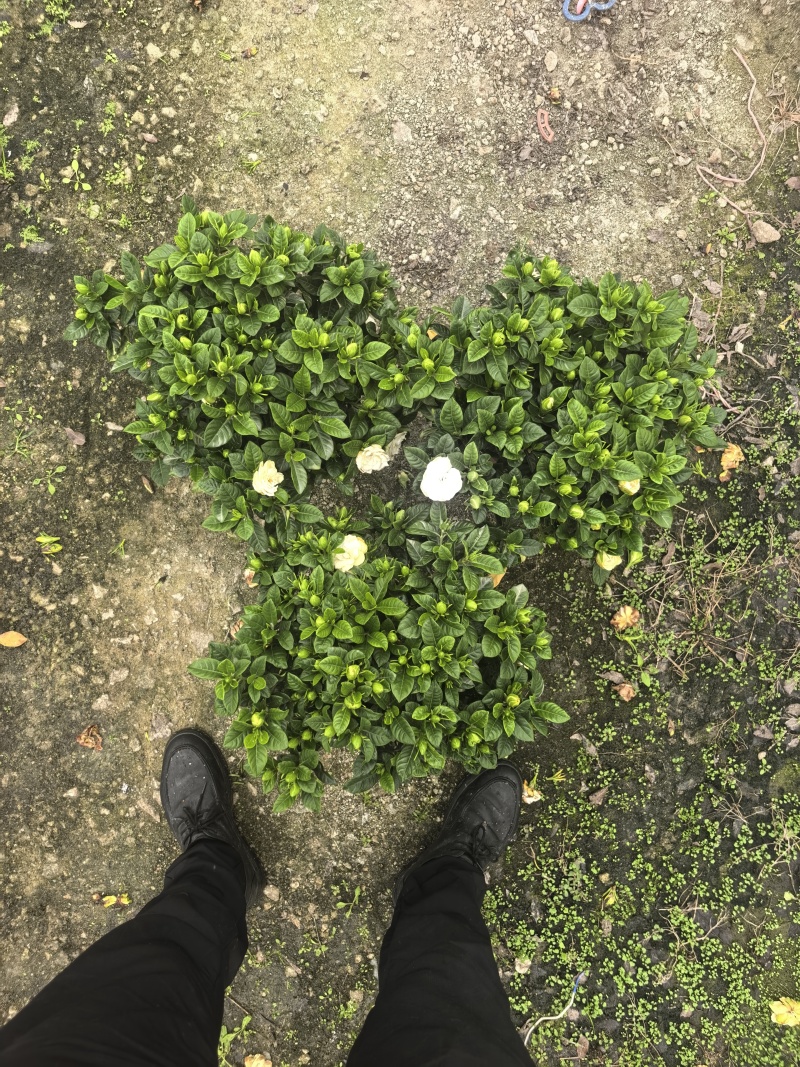 小叶栀子花230#，基地直销，价格实惠，可装箱发货，