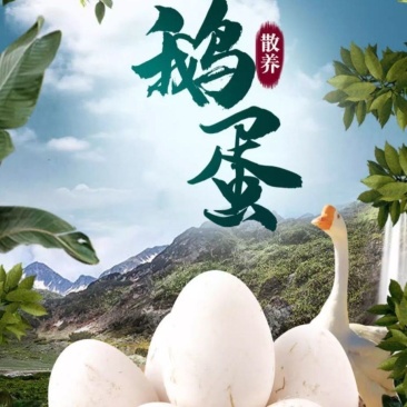 正宗农家散养土鹅蛋新鲜大白鹅鹅蛋孕妇宝宝用***生鲜鹅蛋