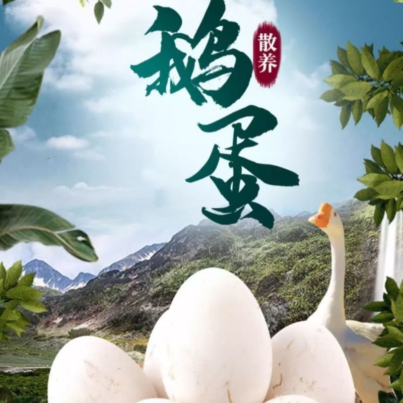 正宗农家散养土鹅蛋新鲜大白鹅鹅蛋孕妇宝宝用***生鲜鹅蛋