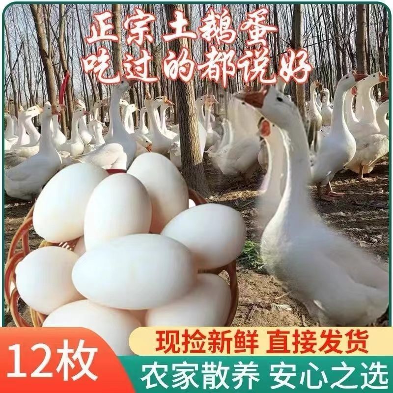 正宗农家散养土鹅蛋新鲜大白鹅鹅蛋孕妇宝宝用***生鲜鹅蛋