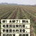 大葱