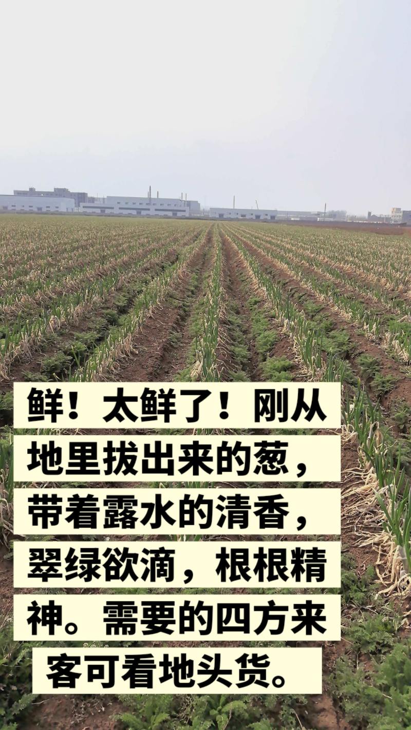 大葱