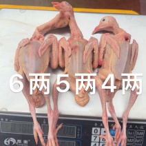 基地直供电商抖音直播带货**。大量批发常年有货