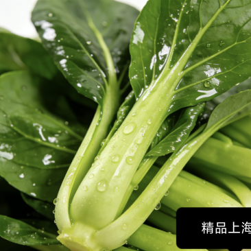 上海青农家小青菜好吃又健康
