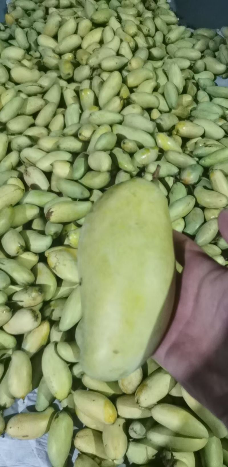景东晚熟芒果
